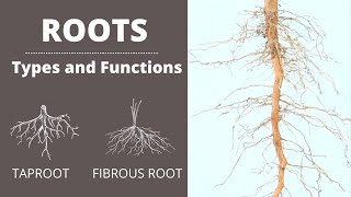 Functions of Roots  Types of Roots  Taproot  Fibrous Root  Lesson for Kids [upl. by Anecusa]