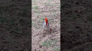 Curious Red Crested Cardinal in Hawaii shorts shortsvideo birds hawaii bird animals [upl. by Hallagan]