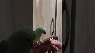 Bird Surprisingly Annoyed That A Neighbours Baby Is Crying 😂😂😲 animals birds pets funny parrot [upl. by Dennard]