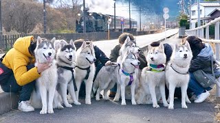 【日光】7頭のハスキー犬とお泊まり会したら騒がしくて最高だった・・・笑 【シベリアンハスキー】 [upl. by Ennaed]