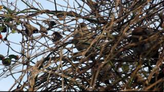 House sparrow female sings  huismus vrouwtje zingt 17nov2009 0297 [upl. by Bomke]