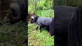 quotViral Moment Quessant Sheep Breaks a Tree in Secondsquot [upl. by Stanzel]