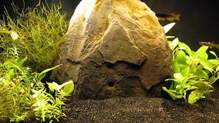 Freeing Up Tank for Killifish Breeding 92224 [upl. by Ennairak829]