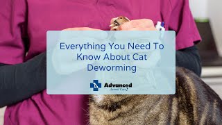 Everything You Need To Know About Cat Deworming [upl. by Anifad]