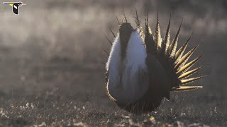 The Sagebrush Sea Behind the Scenes at a SageGrouse Display Lek [upl. by Apur]