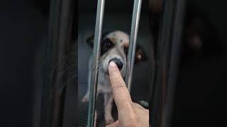 boops from the parvo ward minivlog vet [upl. by Maggs]