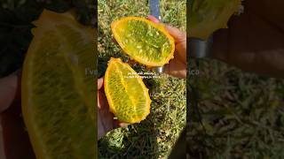 Kiwano Melon 🍈 taste exactly like JellO [upl. by Eilime]