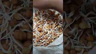 perfect sprouts making at home sprouts recipe❎✅ [upl. by Latini]