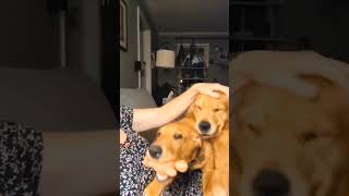 Snugs goldenretriever labradorretriever dog pets puppy puppylife foryou cute cutepuppy luv [upl. by Hras547]