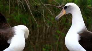 Laysan Albatross Display [upl. by Winifred]