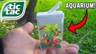 TIC TAC BOX FISH AQUARIUM DIY [upl. by Druci]