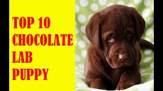 TOP 10 Cute and Funny Chocolate Lab Puppy Compilation 🔴 Funny labrador dog video [upl. by Russom]