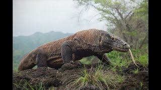 Searching for Komodo Dragons and Vipers in Indonesia [upl. by Dotti143]