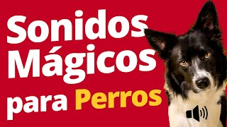 Sonidos Mágicos para Perros Alivia el Estrés [upl. by Yblocaj]