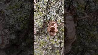 Cicada Exoskeletons Hanging on a Tree  Nature’s Transformation [upl. by Oetsira]