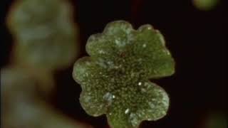 Liverwort Marchantia reproduction [upl. by Ennaharas]