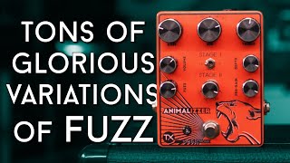 Almost too much fuzz TX Pedals Animalizer Review [upl. by Labina277]