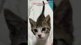 Cute Animals 😅 Cat Fight 😅 FunnyCats 7018 [upl. by Hawkie]