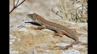 Schreibers fringefingered lizard  Acanthodactylus schreiberi  Ακανθοδάκτυλος  Cyprus [upl. by Tuesday815]