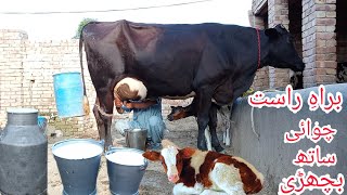 cholistani Friesian cross cow for sale on YouTubeMera sahiwal tv چولستانی گائے [upl. by Eilarol]