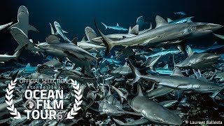 International OCEAN FILM TOUR Volume 6  700 SHARKS [upl. by Gussi99]