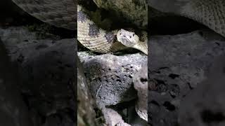 Rattlesnake Strike Caught on Camera [upl. by Notsuj]