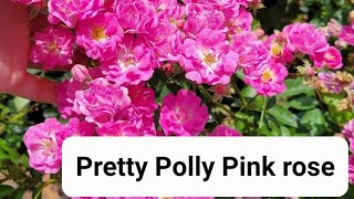 Pretty polly pink rose  Florida garden [upl. by Anola422]