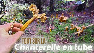 Tout savoir sur la jolie chanterelle en tube [upl. by Haisoj]