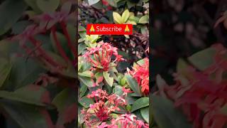 Ixora plant carehow to grow and care for ixorayoutubeshorts [upl. by Adnohryt612]