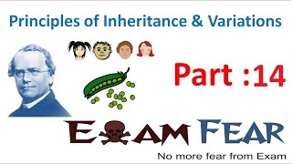 Biology Inheritance Principle part 14 Codominance  ABO blood group class 12 XII [upl. by Tsirc]