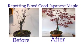 Repotting my Bloodgood Japanese Maple [upl. by Duwalt]