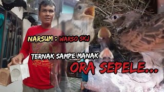 Sukses ternak burung branjangan javanica [upl. by Haikezeh]