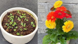 How to breed Gerbera jamesonii flowers with 3 colors on 1 plant [upl. by Aneris]