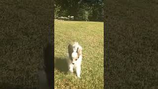 My little laddie going for a run 🥹💞 papillion cute dog puppy [upl. by Laing808]