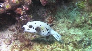 Black spotted pufferfish or blowfish Arothron nigropunctatus [upl. by Winstonn710]