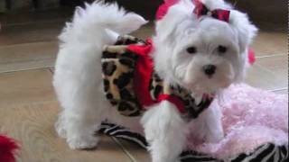 Teacup Maltese ADORABLE LOVING LORI Dallas Texas Maltese For sale [upl. by Llenrap536]