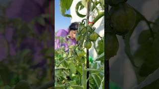 Tomato leaf curl solution tomato gardening youtubeshorts [upl. by Eniluap]