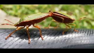 Bugs mating  World of tiny animals [upl. by Annahvas]