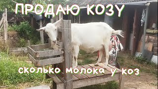 Продаю козу И не одну Сколько молока у коз 30 июня 2020 г [upl. by Akerahs]