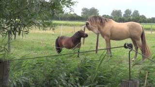 Altruism in horses  Shetland pony defends little foal against stallion [upl. by Sirrep548]