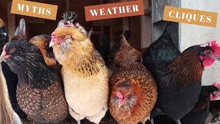 10 Things To Know BEFORE You Buy Backyard Chickens  Poultry Care For Beginners  Homesteading Tips [upl. by Nediarb682]