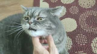 Adorable Scottish Straight Cat Loves Neck Scratches Funny Cat Video [upl. by Tikna337]