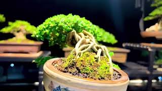 Bonsai Premna  sancang Casecade style [upl. by Mourant]