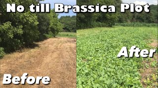 No Till Brassica Food Plot Planting [upl. by Alrats]