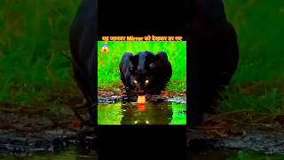 Mirror Mirror🪞🤯 Watch These Animals’ Surprising Reactions🐵❤️😂 [upl. by Oicaroh39]