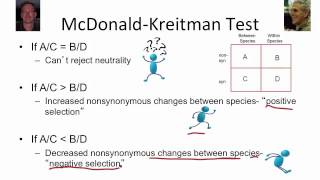 8  7  Week 8  7 S Searching for Natural Selection McDonaldKreitman Test 1525 [upl. by Attenwad]