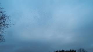 Belper Murmuration video 1 [upl. by Annav]