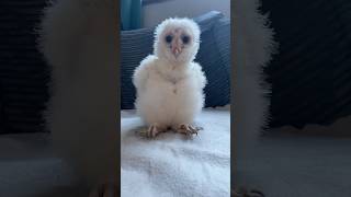 Curious Barn Owlet shorts [upl. by Lerad]