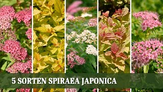 Spirae Japonica  5 tolle Sorten der Sommerspiere [upl. by Fahey]