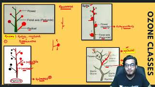 Types of Inflorescence Racemose Cymose Special type amp their Subtypes  Most Informative Video [upl. by Pedaiah905]